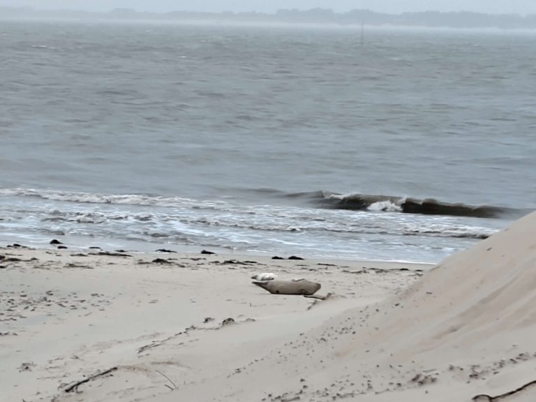 Robben an der Nordsee