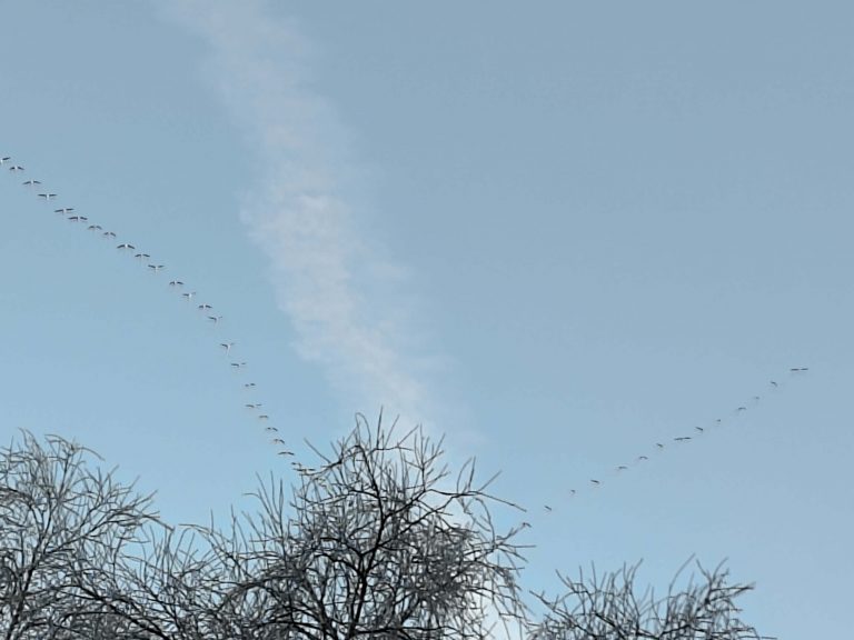 Zugvögel über dem Wald