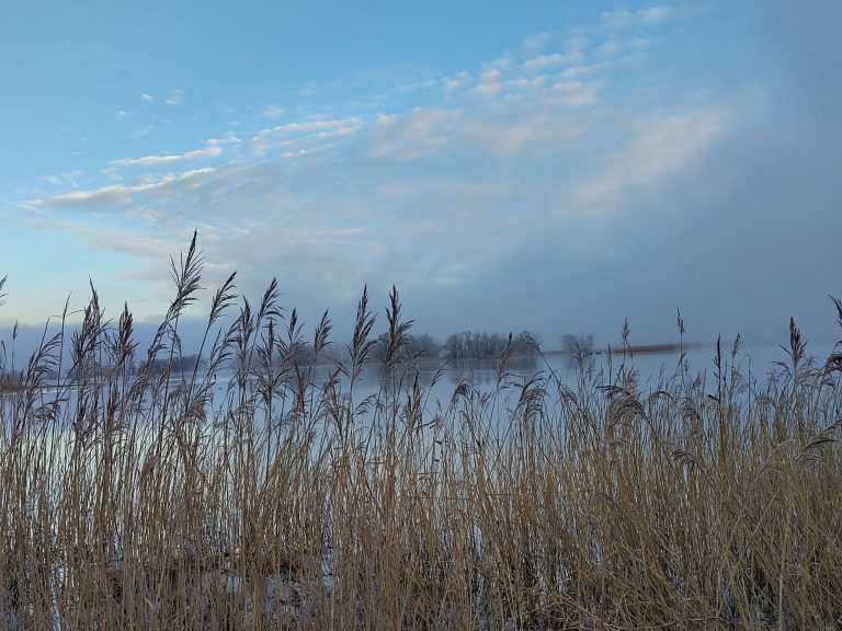 Schilf an der Elbe